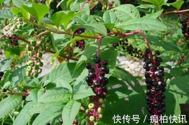 商陆|农村常见野草,颜色鲜红,殊不知可制作农药,作用很多,一斤30元