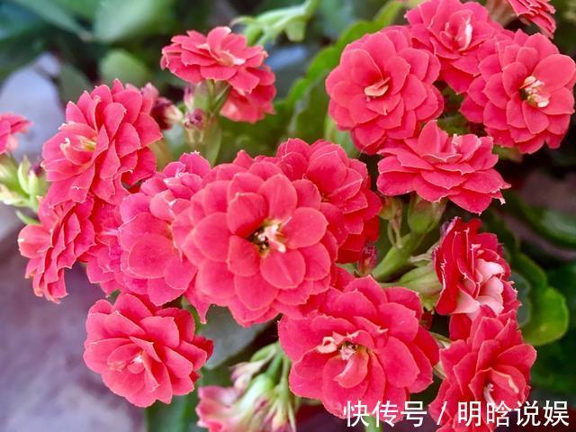 长寿花是时候施肥了,来点白色粉末兑水浇花,睡醒了就等开花