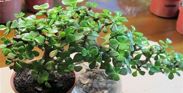 养护|植物也可成为传家宝,这6种高价值植物,你值得拥有