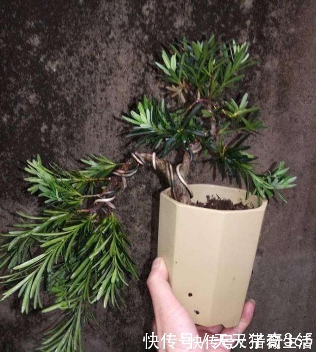 都说这种树很贵！其实剪根“枝条”，埋土里就能长，不用花钱买！