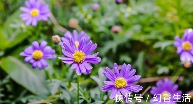 中医药|一味止咳化痰的良药,能入肺降气,新久咳嗽,皆可用之