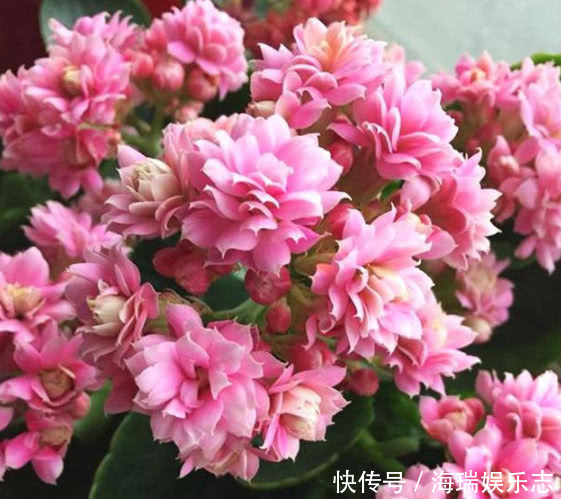 腐叶土|长寿花做好关键这点,安全度夏,天一凉快就开花不断,轻松爆满盆