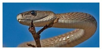 4类蛇的决战，所有蛇战无出其右，让您快速看懂！