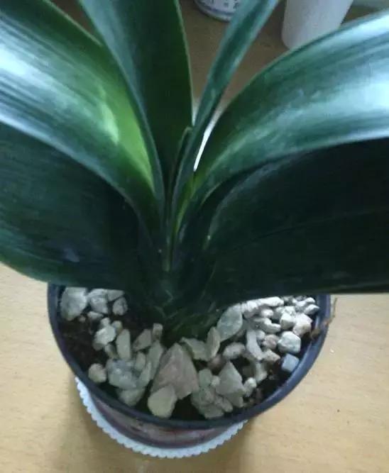 白根|君子兰芦荟烂根，切一刀谅一晾，10天又能长出大白根！