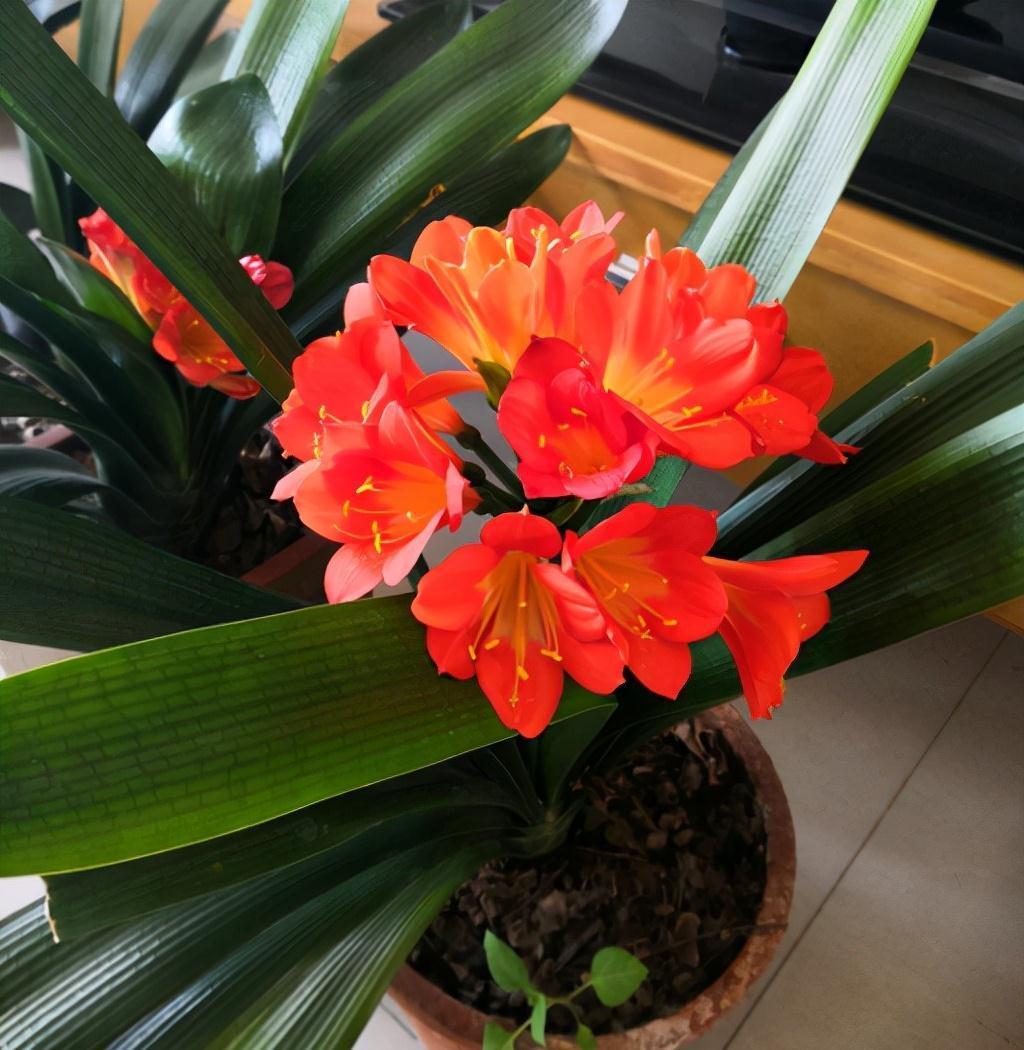 养好君子兰，根本不花钱，找点“废物”浇一浇，长成“极品兰”