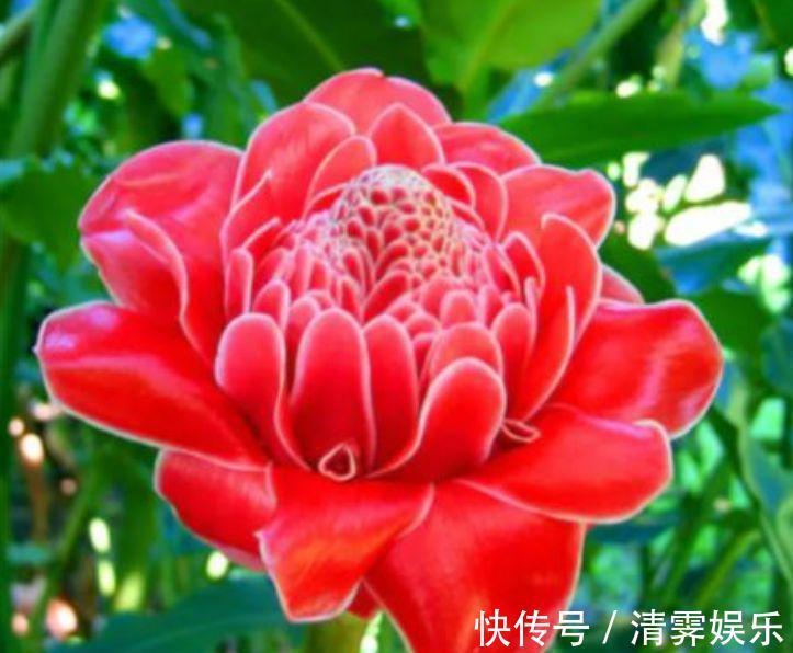 花色|养花就养这几款,全年开花不停,花色鲜艳夺目,美艳迷人