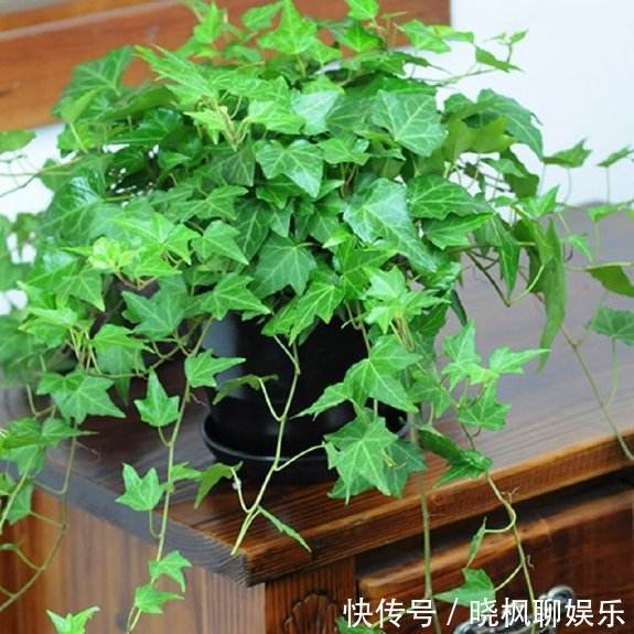 吊兰|不能对他太好，分分钟爬满你的家，停不下来！