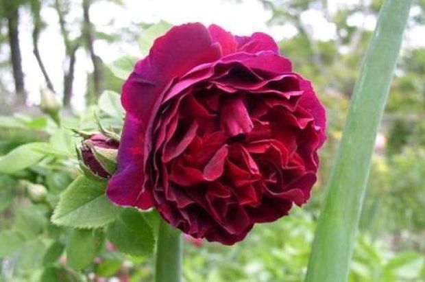 喜欢|喜欢菊花,就养盆“玫瑰精品”王子,柔美高雅,一次开爆