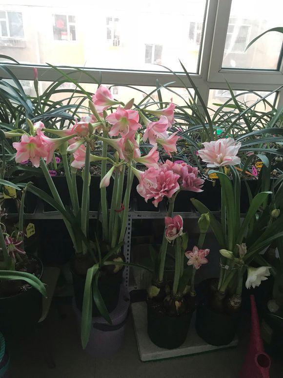 朱顶红|种了1个洋葱头,没想到花开巴掌大!越看越美!