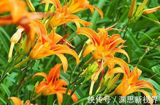 超美|家里养什么试试“它”花语难忘的爱,开花120天,超美