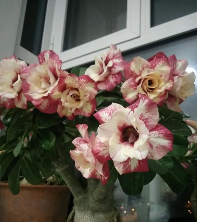 此花是世界名花,开花频繁,种植简单,室内也能养,还可做盆景树