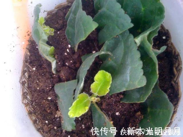 金钱树|养8种花，别花“冤枉钱”，掐1片叶子“扔土里”，几天就生根