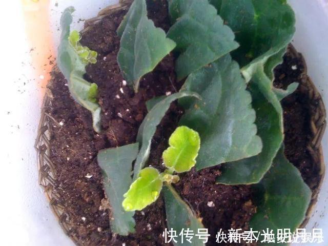 金钱树|养8种花,别花“冤枉钱”,掐1片叶子“扔土里”,几天就生根
