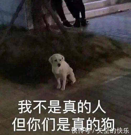 |网恋被骗能把人逼成哲学家! 段子