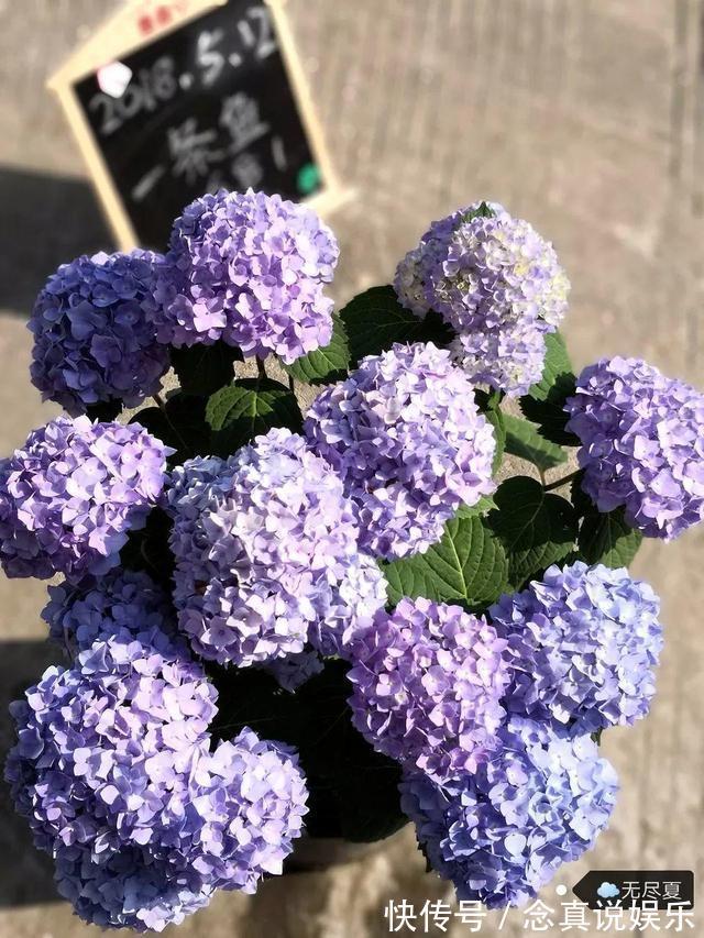 水溶液|3种花卉,真是勤奋的“好孩子”,整个夏天都在开,花苞比拳头