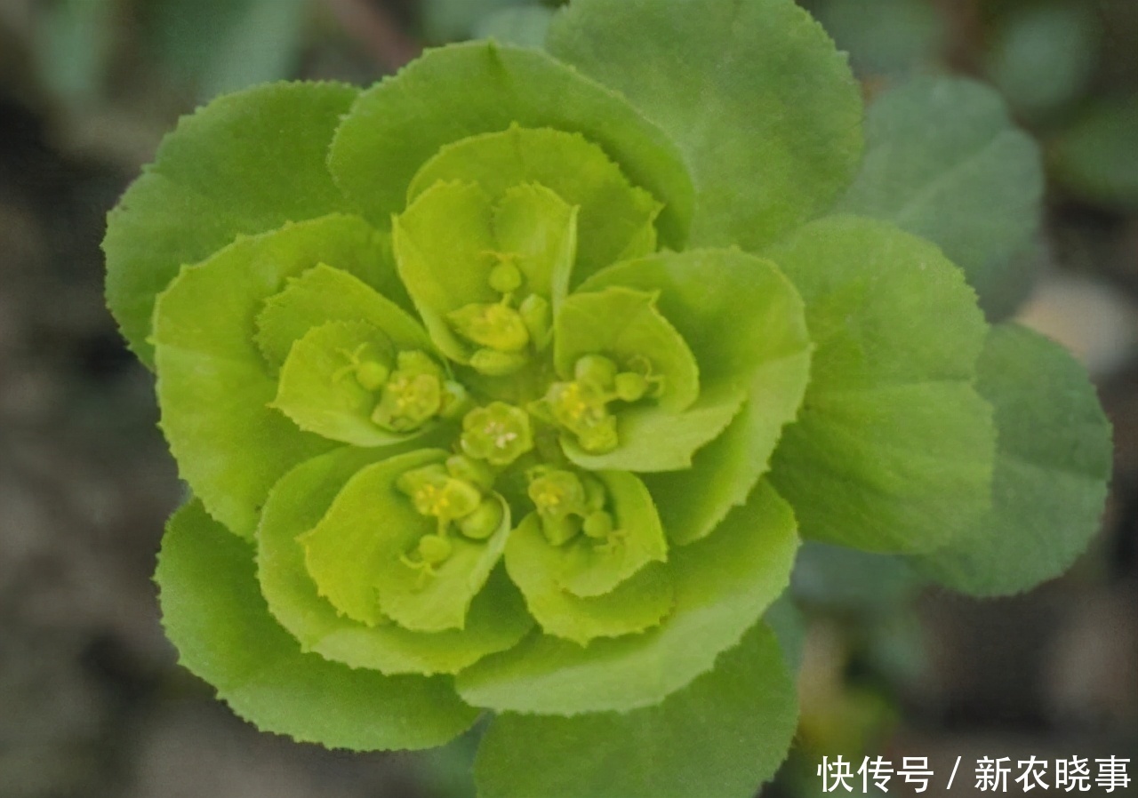 如见|农村有1药草，其相貌普通，但药效惊人不可错过，药农见到如见宝