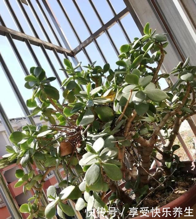 8种镇宅花,窗户边养一棵,霸气又镇宅!