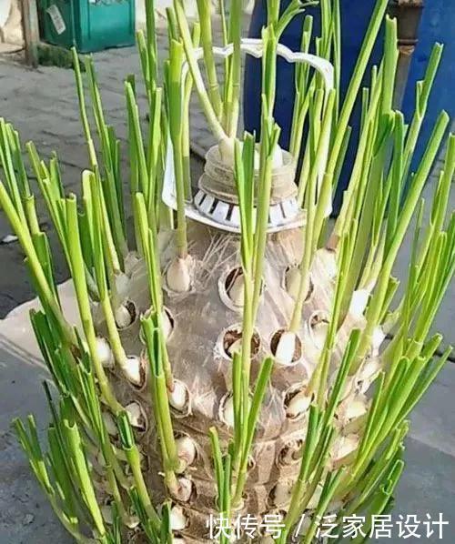 喝完饮料的瓶子不要丢,切一刀,扎三个孔,用来养花省钱又环保