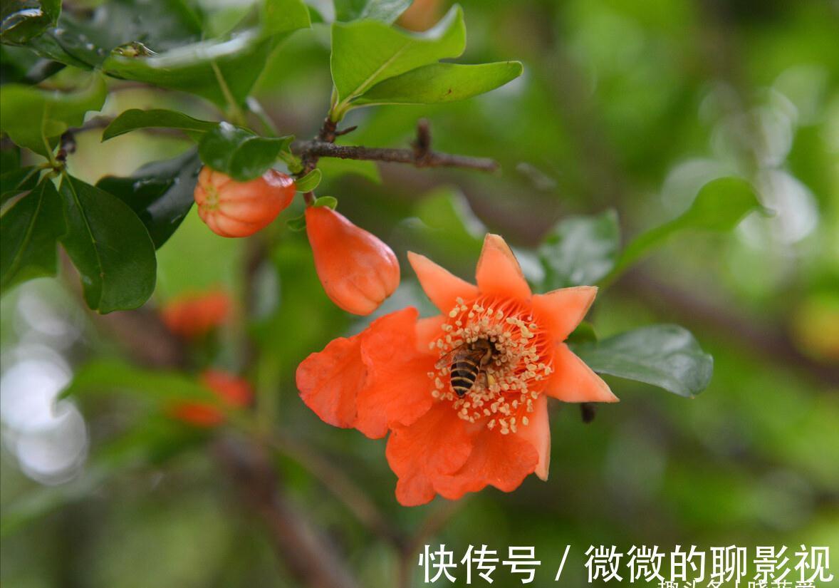 7种“旺宅树”，家有空地建议种一棵，能吃好看，旺财添福寓意好