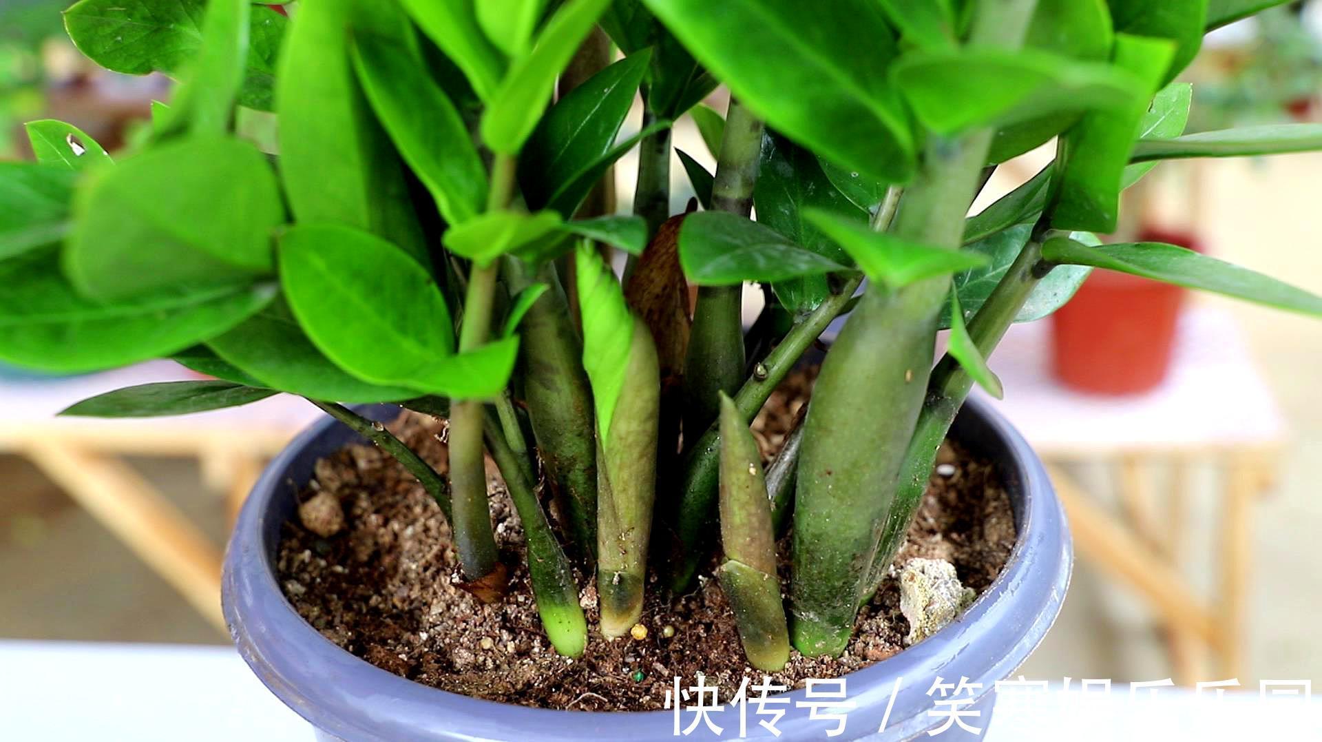 发财树|7种寓意“旺财”的花,适合养在家里,看着就有好兆头