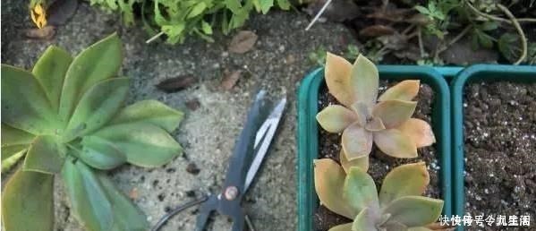 根系|刚买的多肉植物怎么养才不会死, 老花友给新手的8个建议！