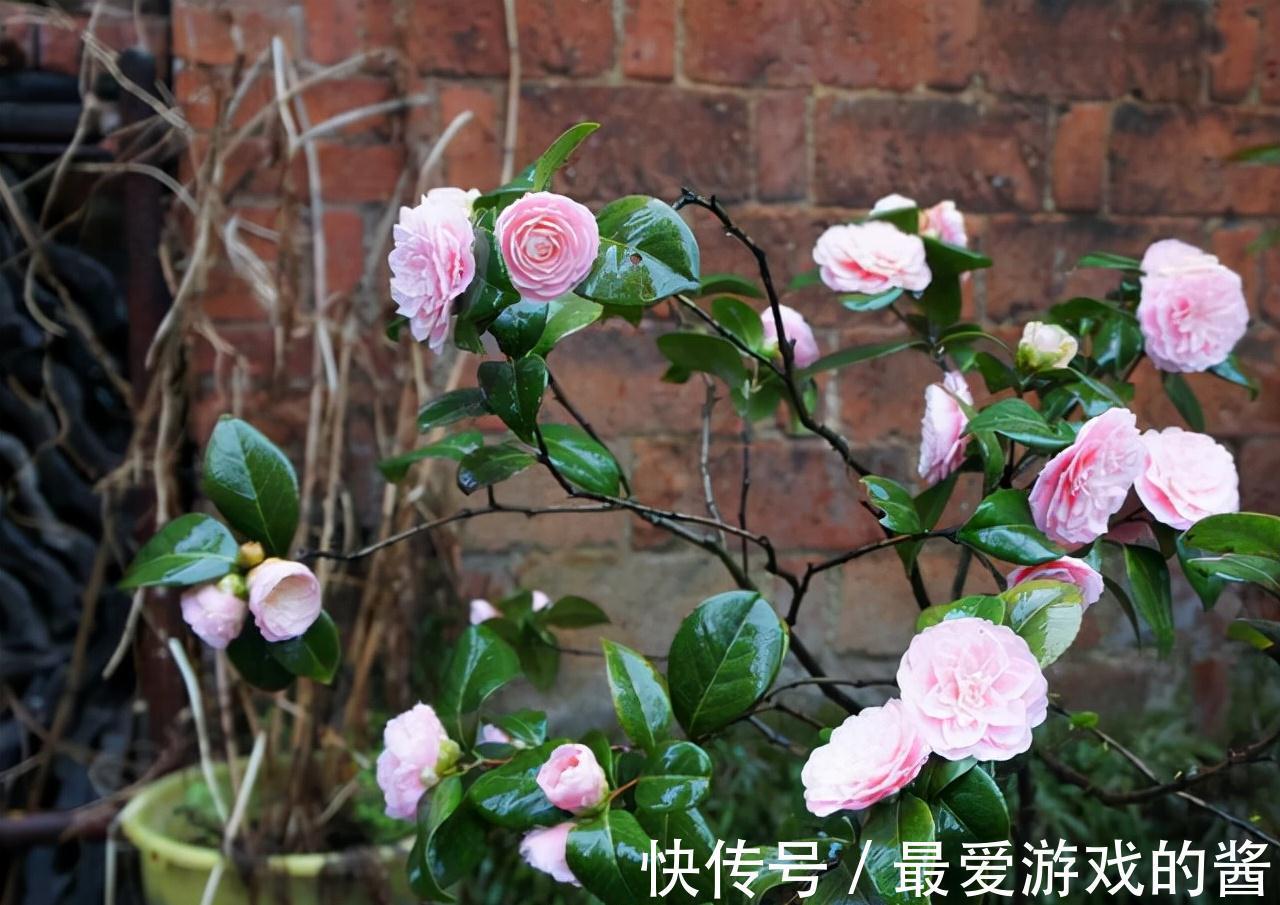 观赏价值|冬季盛开的4种花卉，越冷越开花，家中养2盆，美极了