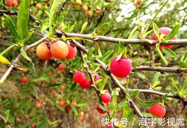 好处|每天晚上坚持吃的食物,美白护肤、滋润身体,好处多多