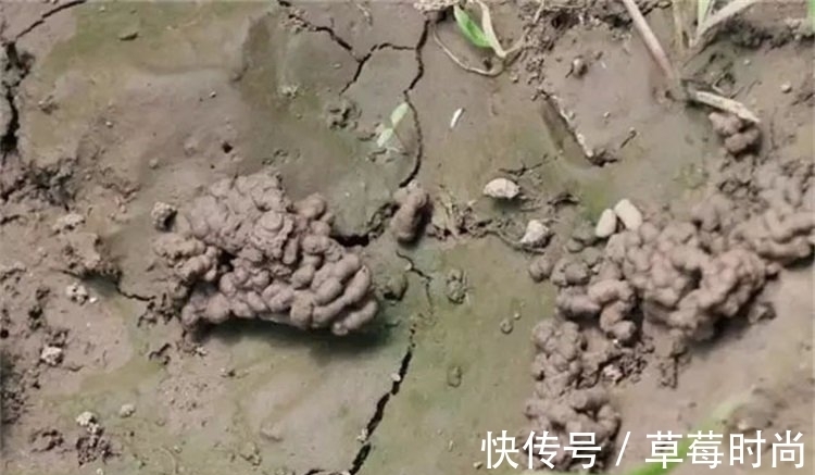 万能肥|它是养花的“万能肥”，含植物所需的8大种氨基酸，养啥花都旺