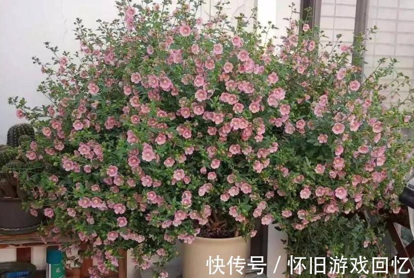 冬季养小木槿,想平稳过渡就该注意这4点,保来年开花更多