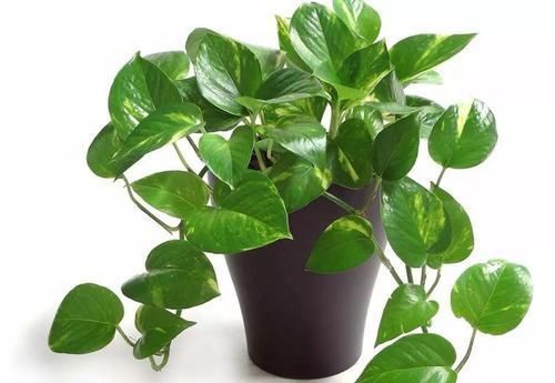 角落|17种适合生长在弱光处的室内植物,可以摆放在家里的任何角落