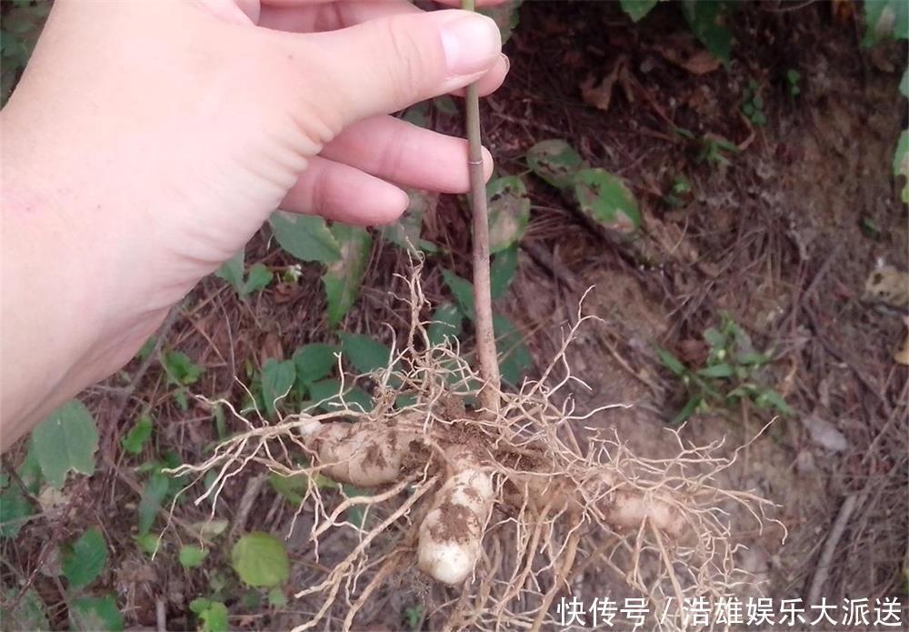 玉竹|大山里一种似竹子的野草,根似人参,见到可别错过,如今30元一斤