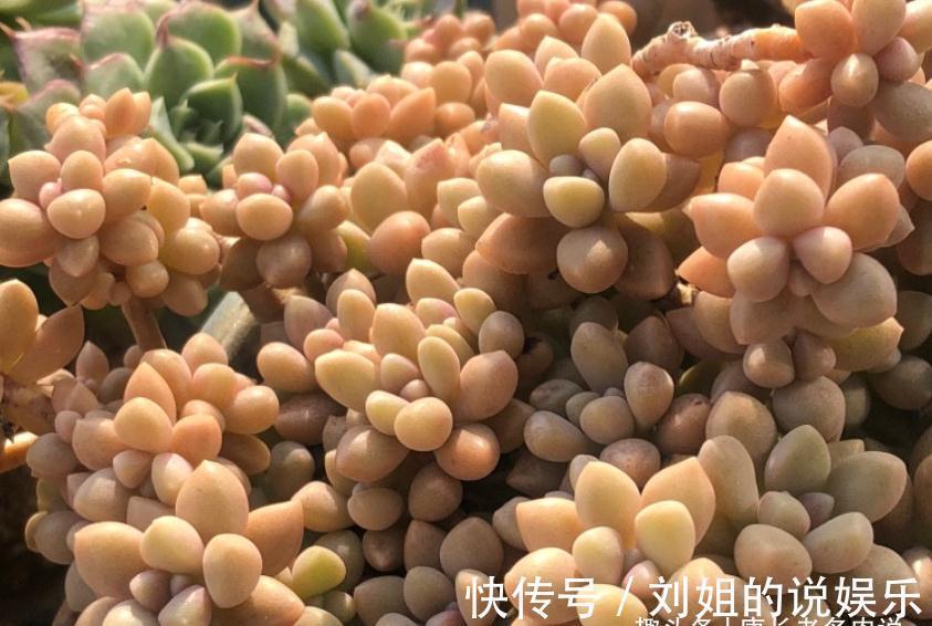 喜欢多肉爆盆的肉友有福了,去入手这8款多肉,个个都是爆头狂魔