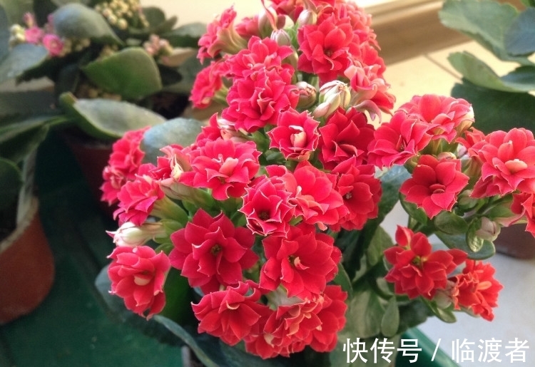 九月底,赶紧这样管理长寿花,否则今年可能不开花