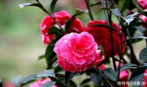 盆栽花草中的6个“醋罐子”,多浇酸水,叶子才能绿得冒油!