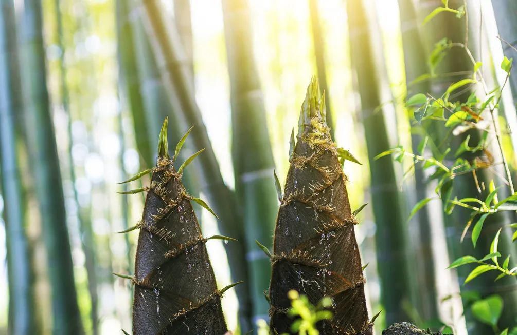 山水！今日立春|万物苏萌山水醒，奋楫笃行开新局