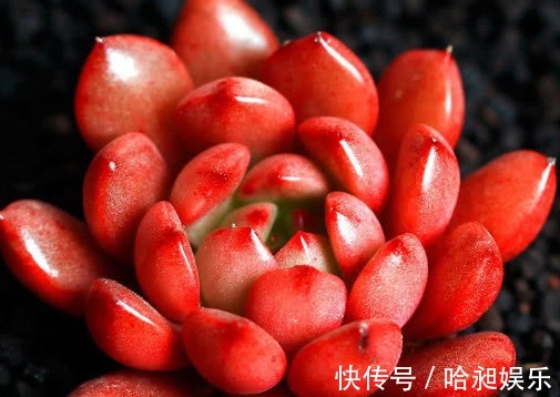昼夜温差|多肉红宝石夏季怎么养教你3个小妙招,养出最红润璀璨的红宝石