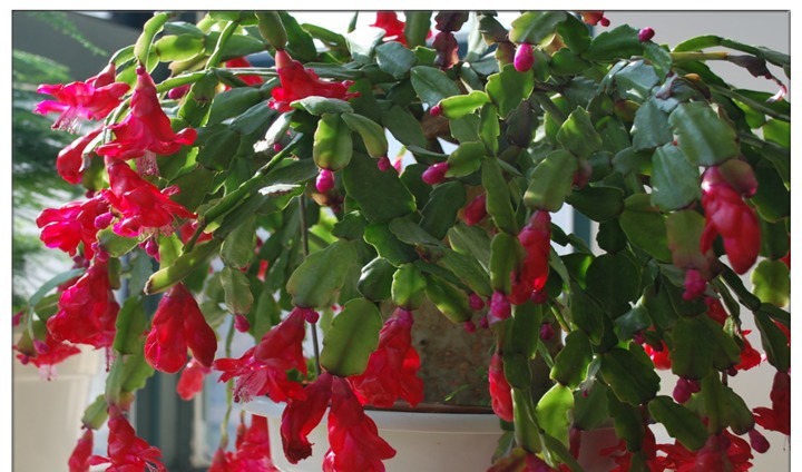 蟹爪兰长势缓慢,一定要喂点它,半个月就能长成小瀑布