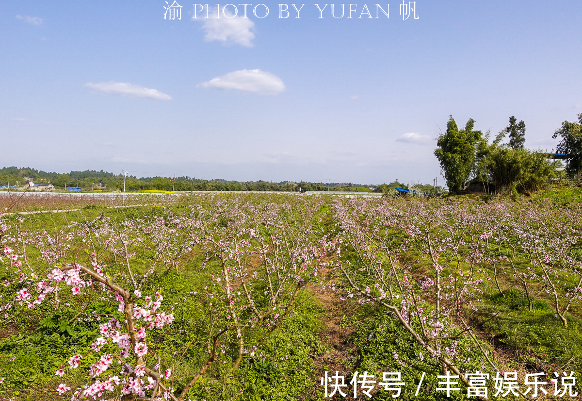 桃子|潼南赏花地图郭坡村的桃花开了，工作人员却说桃子熟了来随便吃