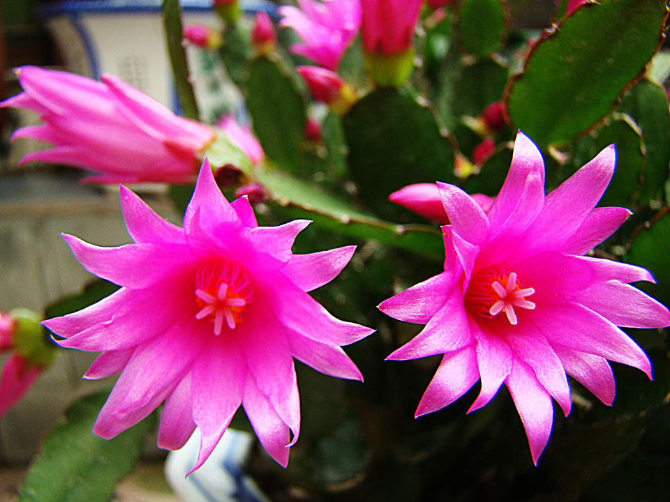 日常养的“3种”花,不要随便浇水,一不小心就浇死了