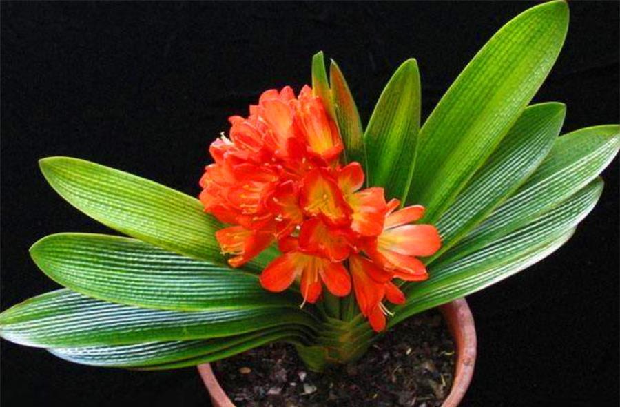 强光|夏天君子兰有5怕,难怪烂根黄叶度夏难,学会了根系茁壮叶子肥