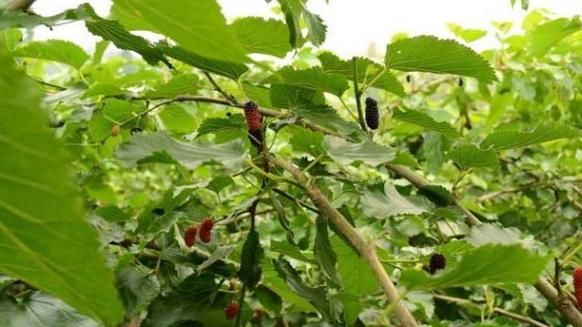 想要年轻的女性，3种水果常吃，美肌治失眠，谁吃都说好！