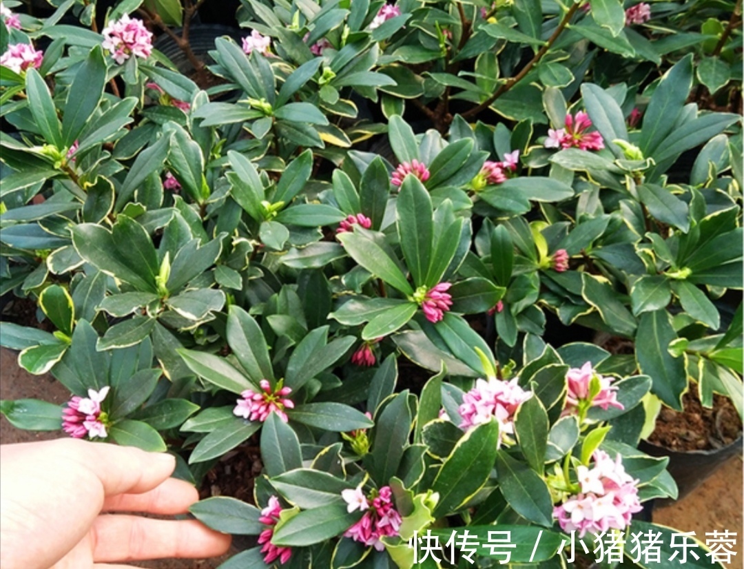 夏天|天热了,5种花已经“休眠”,切记不能频繁浇水