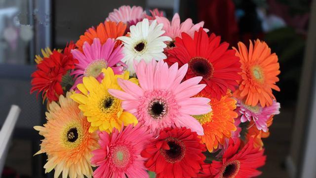 花量|超优秀的4种花,全年开花,花量丰富,阳台变花园!