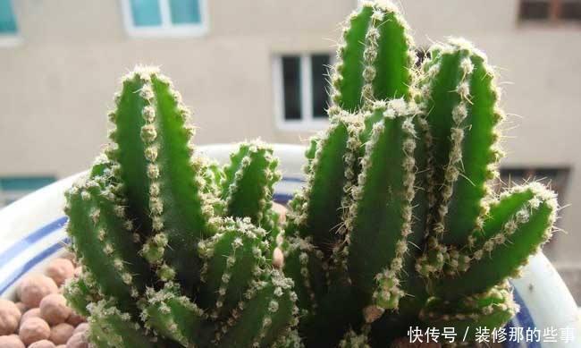 干旱|耐干旱的3种小盆栽,不用浇水不用管,养着养着就泛滥了