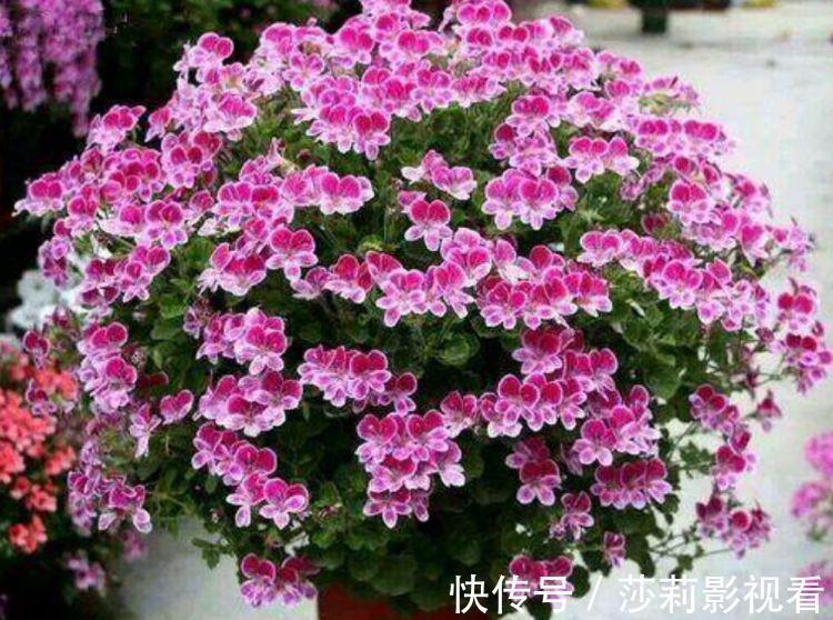 养花就养“4种花”,不怕热不怕冷,适合新手养,年年开花不断!