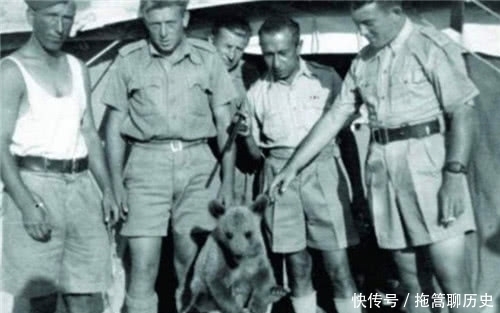 工资|史上唯一当过兵的熊，有二等兵军衔和工资，几百斤炮弹扛起就跑