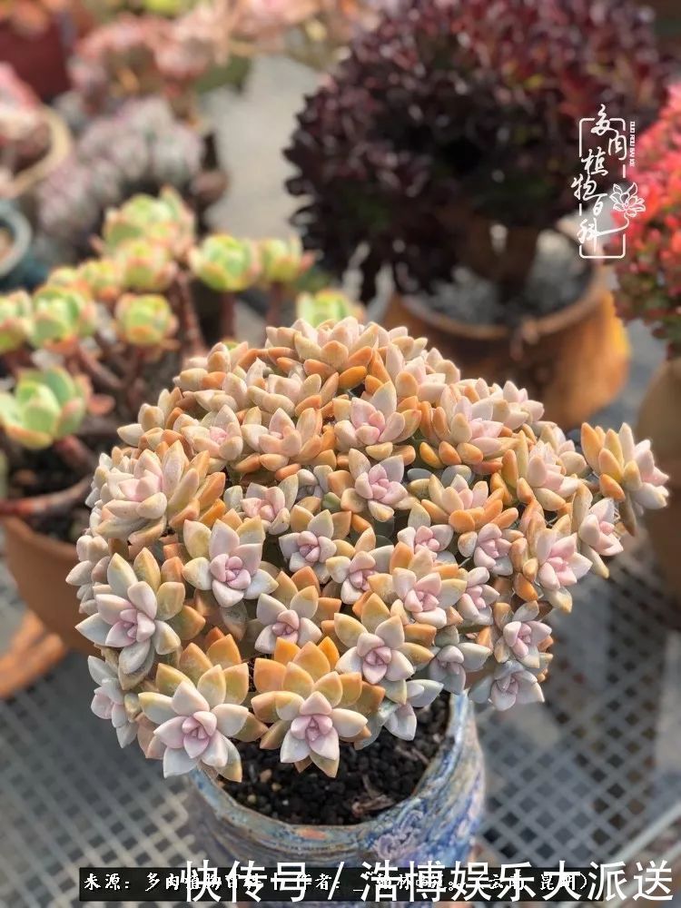 挂区|因为多肉,背井离乡来到开挂区,多肉变好看,小伙变大叔!