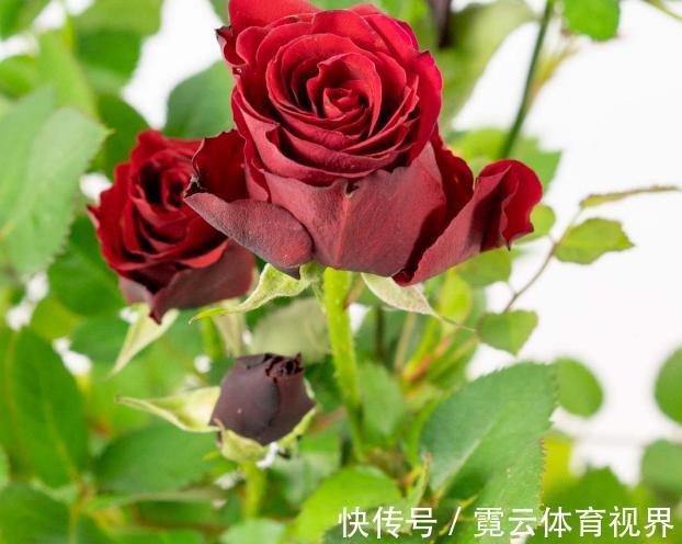 水溶液|药片、黄豆养花全需下成本,不如用这2样灰,一分钱不花又实用