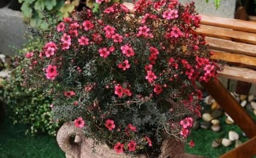 此花名字里带“松、梅”二字，却不抗冻，适合春天培育