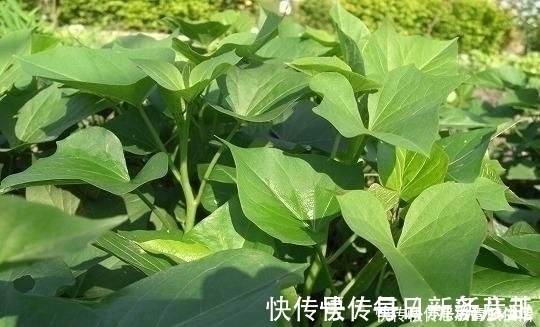 野菜|农村常吃的6种野菜，若你只吃过2种，都不好意思说自己是农村人